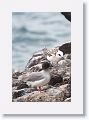 Swallow-tailed Gull