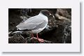 Swallow-tailed Gull