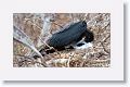 Magnificant Frigatebird with chick
