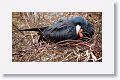 Magnificent Frigateburd, male with deflated gular pouch
