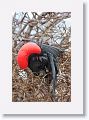 Magnificent Frigateburd, male with inflated gular pouch
