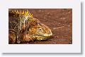 Galapagos Land Iguana, male