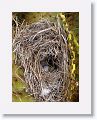 Abandoned Wren nest with unhatched eggs