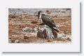 Blue-footed Booby, males have a smaller black iris than females