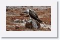 Blue-footed Booby, male