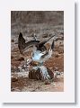 Blue-footed Booby, male