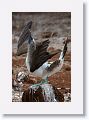 Blue-footed Booby, male