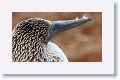 Blue-footed Booby, female