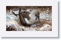 Blue-footed Booby, female with chick