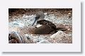 Blue-footed Booby, female with chick