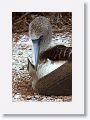 Blue-footed Booby, female with chick