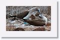 Blue-footed Booby, male on the left, female sitting on 2 eggs