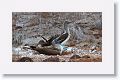 Blue-footed Booby, male on the right, female sitting on 2 eggs