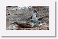 Blue-footed Booby, male on the right, female sitting on 2 eggs
