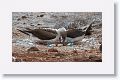 Blue-footed Booby, male on the right, female standing over 2 eggs