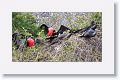 Magnificent Frigatebirds