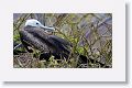 Magnificent Frigatebird