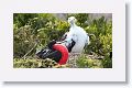 Juvenile Great Frigatebirds have a rust-tinged white face while males have scapular feathers with a green iridescence