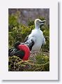 Juvenile Great Frigatebirds have a rust-tinged white face while males have scapular feathers with a green iridescence