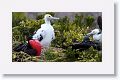 Juvenile Great Frigatebirds have a rust-tinged white face while males have scapular feathers with a green iridescence