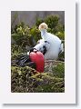 Juvenile Great Frigatebirds have a rust-tinged white face while males have scapular feathers with a green iridescence