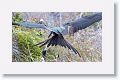 Great Frigatebirds, the female has a white throat and the male has scapular feathers with a green iridescence