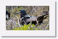 Male Great Frigatebirds have scapular feathers with a green iridescence