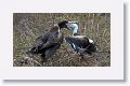 Magnificent Frigatebirds, a female feeding her chick