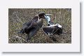 Magnificent Frigatebirds, a female feeding her chick