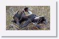 Magnificent Frigatebirds, a female feeding her chick