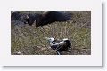 Magnificent Frigatebirds, a female feeding her chick