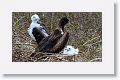 Magnificent Frigatebirds