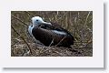 Magnificent Frigatebird