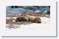 Galapagos Sea Lion pup