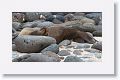 Galapagos Sea Lion adult