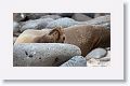 Galapagos Sea Lion adult