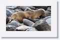 Galapagos Sea Lion mother and pup