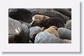 Galapagos Sea Lion cow and pup