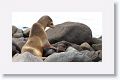 Galapagos Sea Lion cow and pup