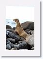 Galapagos Sea Lion cow and pup