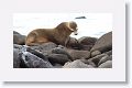 Galapagos Sea Lion cow and pup