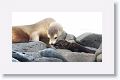 Galapagos Sea Lion cow and pup