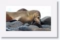 Galapagos Sea Lion cow and pup