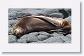 Galapagos Sea Lion