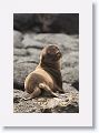 Galapagos Sea Lion pup