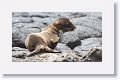 Galapagos Sea Lion pup