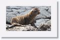 Galapagos Sea Lion pup