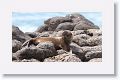 Galapagos Sea Lion pup