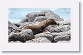 Galapagos Sea Lion pup