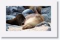Galapagos Sea Lion cow and pup
